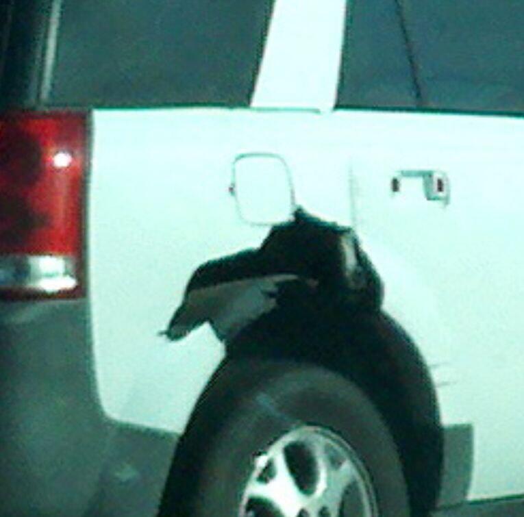 Slate Auto Pickup Truck Embracing Visible Wear and Tear (Shark Battle Scars) 1749805013137-ws