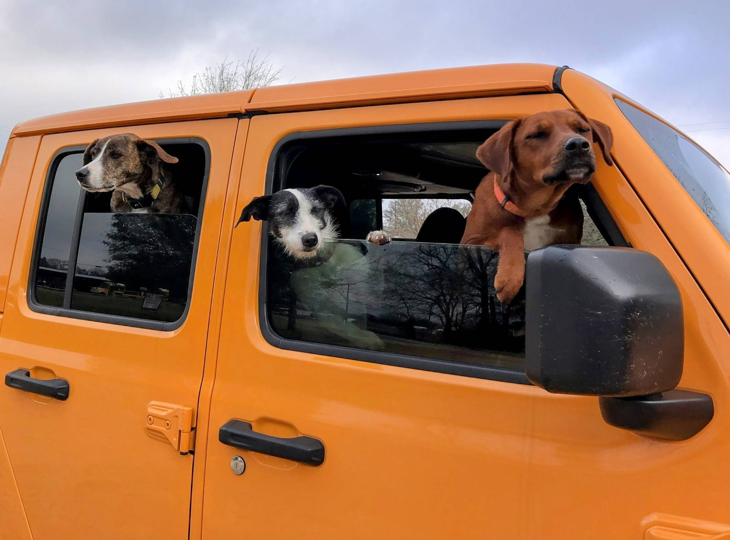 Slate Auto Pickup Truck SLATE office dog approved: The goodest boy (ad commercial) ny0i6_CWNfgQfaWo9F7FYhiyKL0GZpKLQ5sMV_7VtPlV=w2400