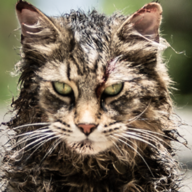 Swinefuzz